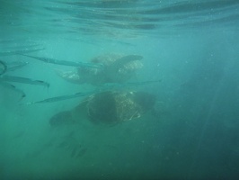 P1040241