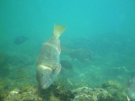 P1040132